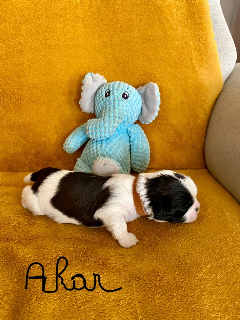 des Matins Du Pech - Chiot disponible  - Shih Tzu