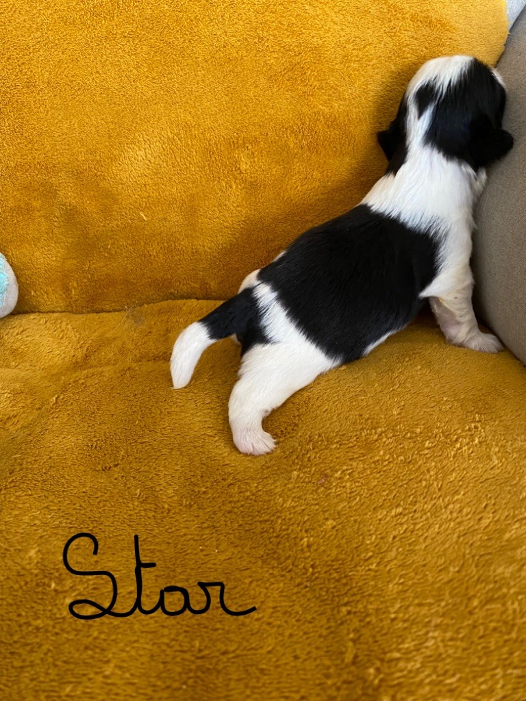 des Matins Du Pech - Chiot disponible  - Shih Tzu