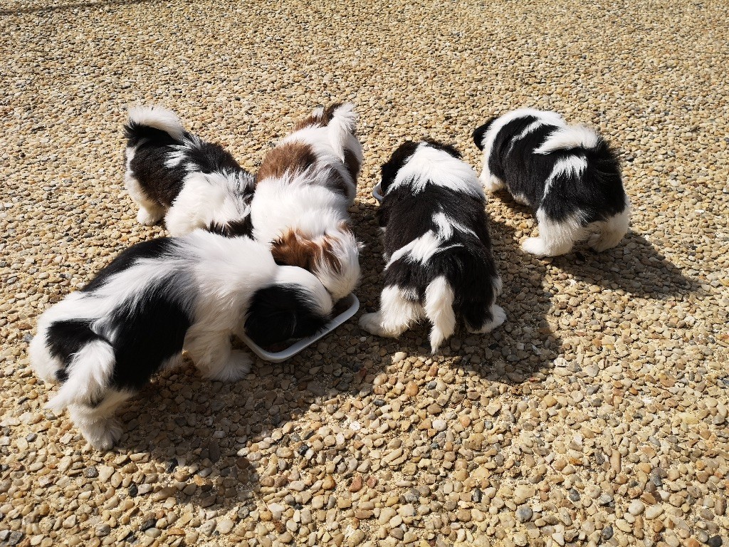 des Matins Du Pech - Shih Tzu - Portée née le 24/02/2019