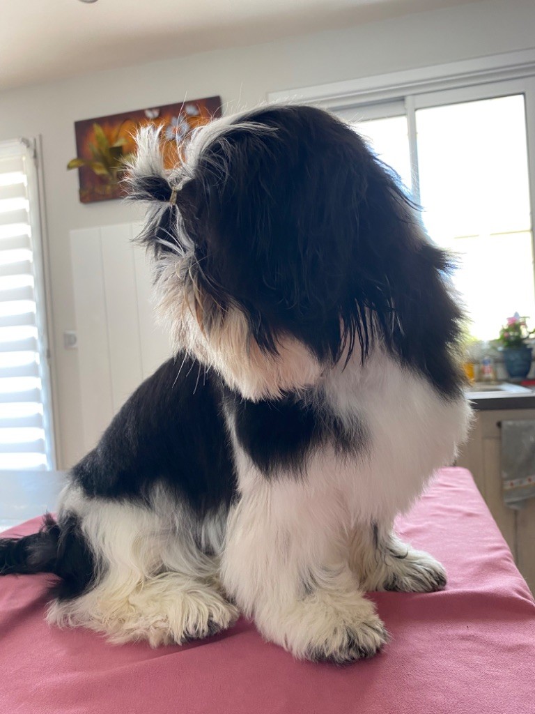 des Matins Du Pech - Chiots disponibles - Shih Tzu