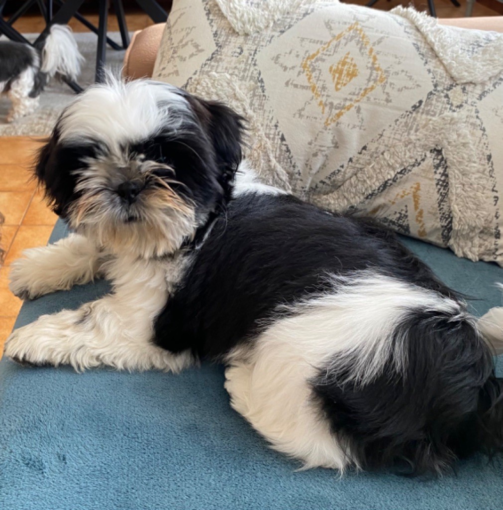 des Matins Du Pech - Chiots disponibles - Shih Tzu